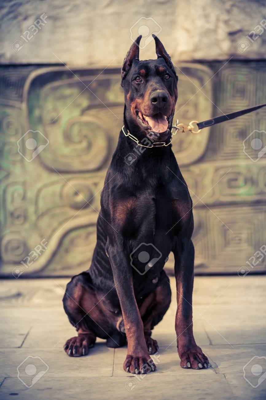 doberman pinscher