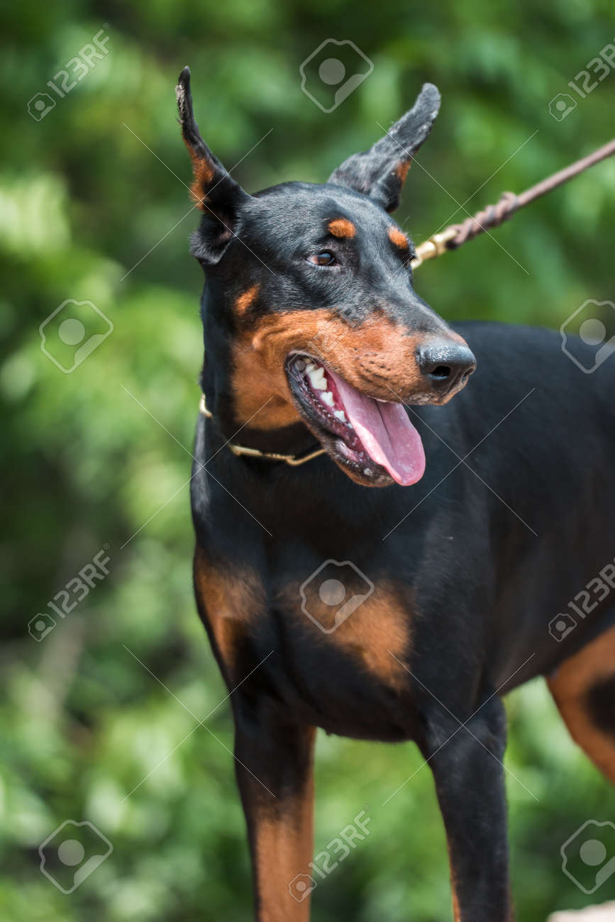 ドーベルマン 良い番犬 これは大人の雌犬 の写真素材 画像素材 Image