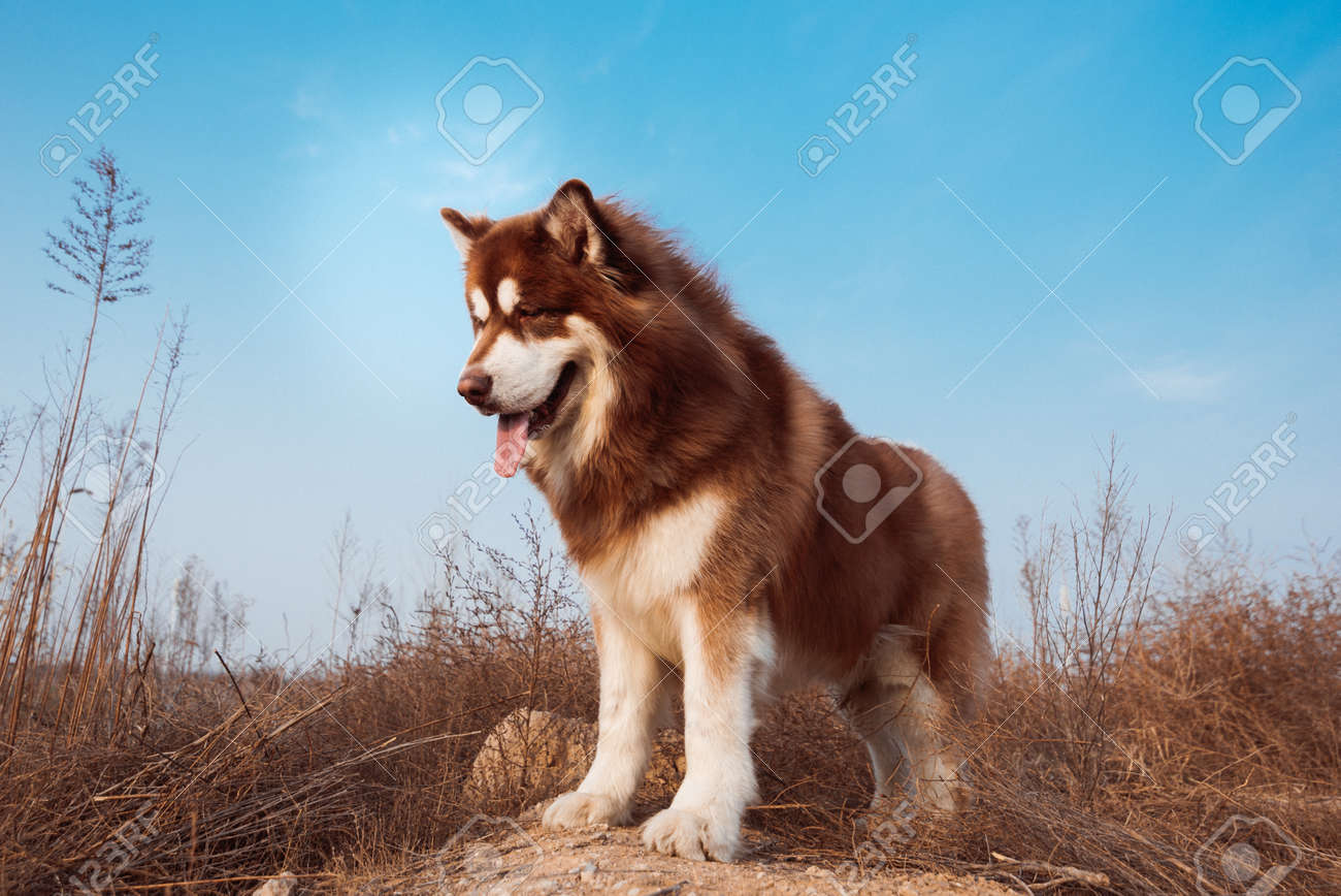 アラスカの犬 赤と白の髪 の写真素材 画像素材 Image