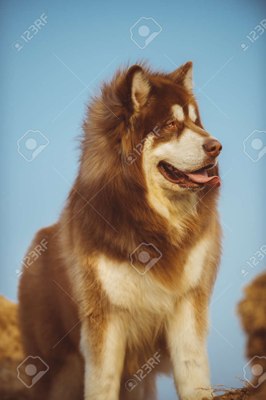 アラスカの犬 赤と白の髪 の写真素材 画像素材 Image