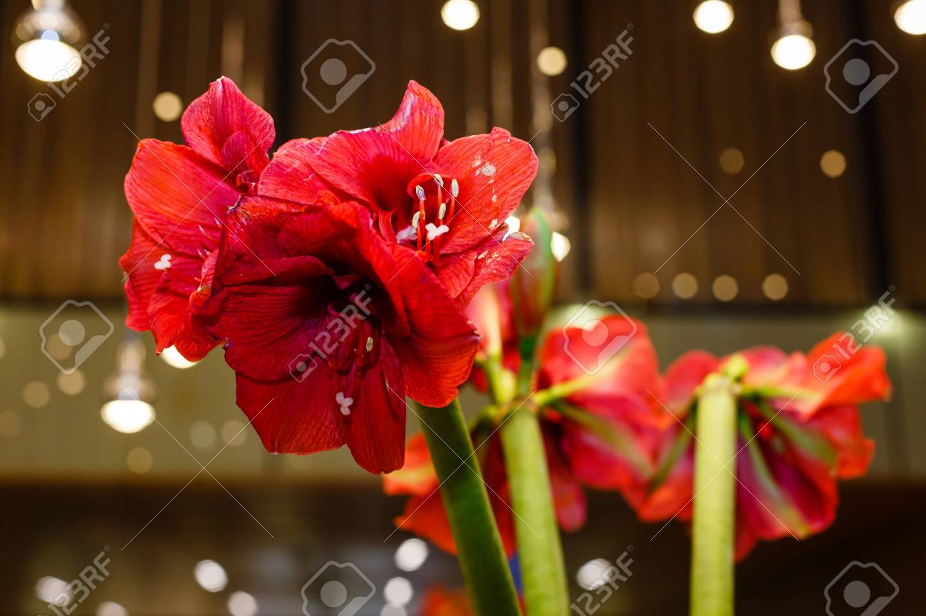 hibiscus flower shallow dof red flowers bokeh stock photo picture