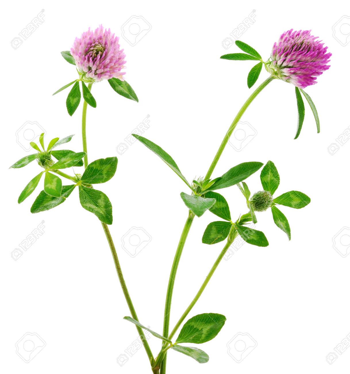 Clover Flower On A Stem With Green Leaves Isolated On White Stock Photo Picture And Royalty Free Image Image 119790843