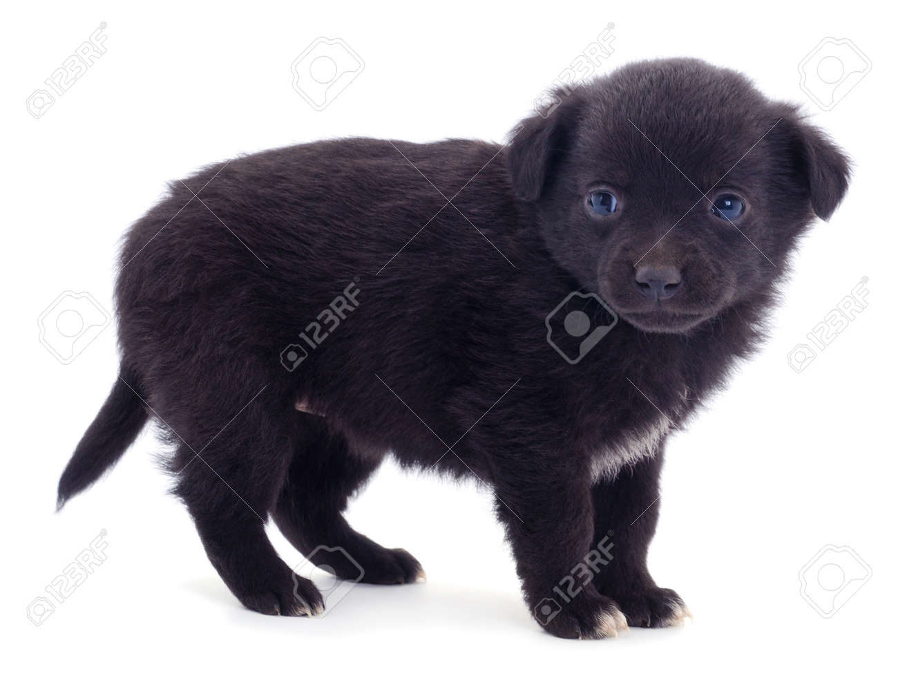 little black puppies