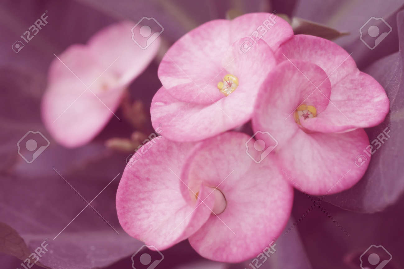 ピンク色背景自然のいばらの冠の花 カラー フィルターと美しい花のソフト フォーカス の写真素材 画像素材 Image