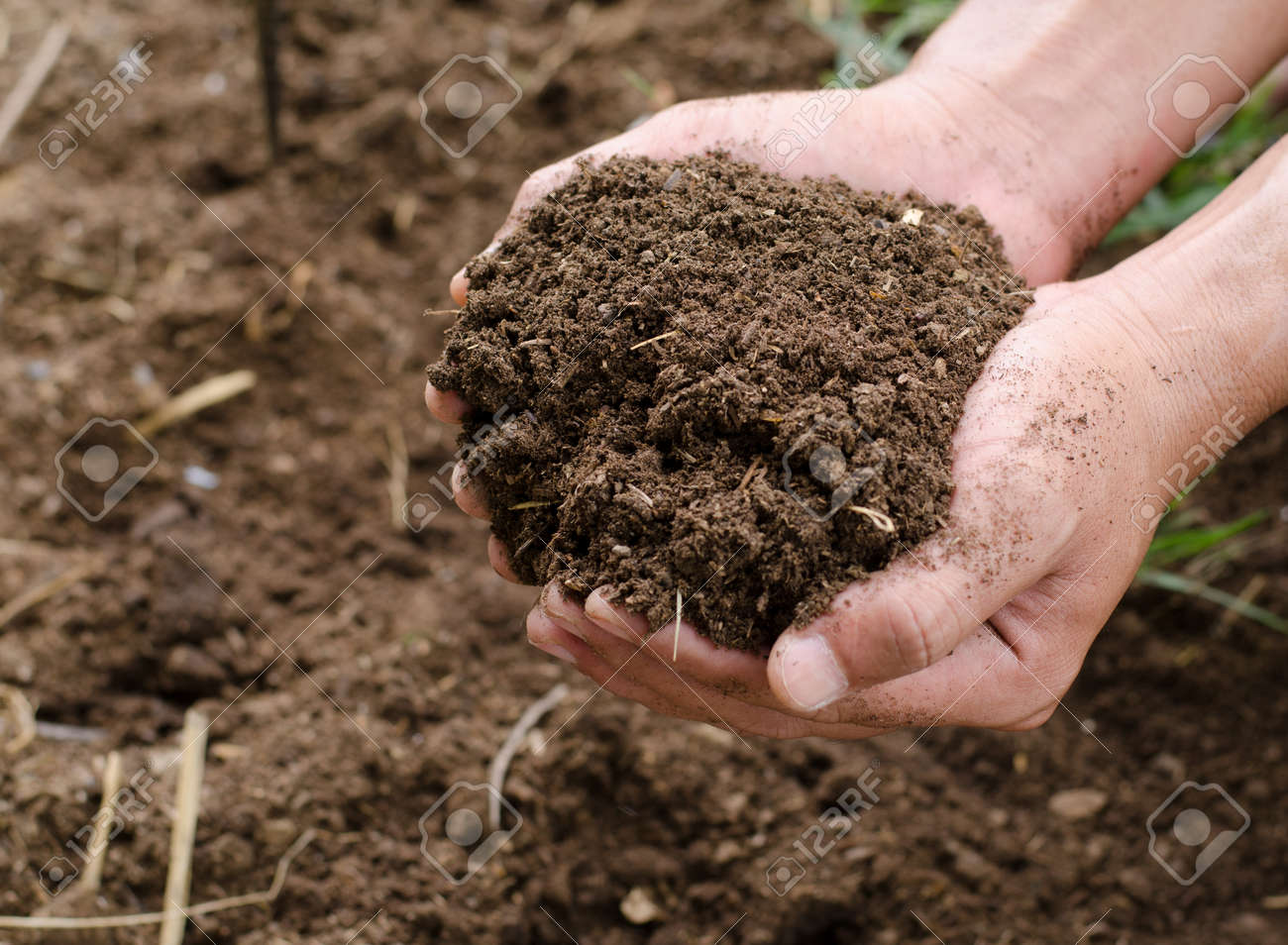 Plant Organic Compost Fertilizer On Farmer Hand For Planting Stock Photo Picture And Royalty Free Image Image 76997920