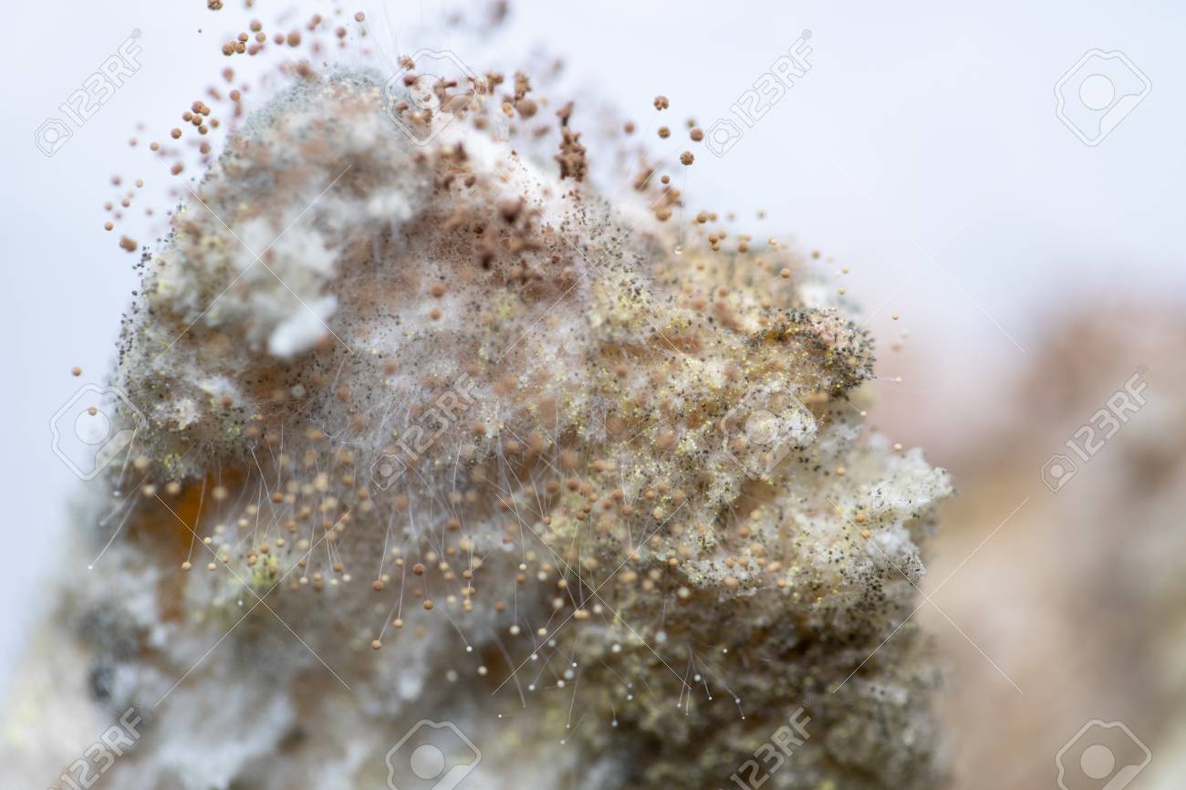 Rhizopus Bread Mold Is A Genus Of Common Saprophytic Fungi Rhizopus Stock Photo Picture And Royalty Free Image Image 119353966