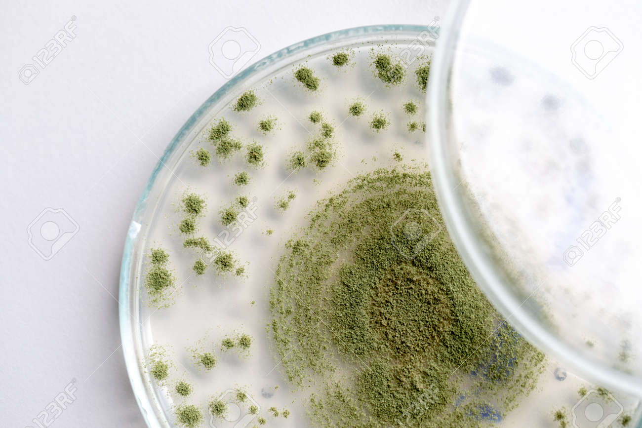 Close Up Of Aspergillus Oryzae Is A Filamentous Fungus Or Mold Stock Photo Picture And Royalty Free Image Image 119355060