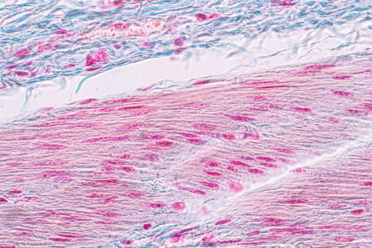 Learning anatomy and physiology of Pseudostratified columnar epithellum under the microscopic in laboratory. tissue,epithelium,columnar,biology,microscope,epithelial,microscopic,cells,cell, - 121547449 Learning anatomy and physiology of Pseudostratified columnar epithellum under the microscopic in laboratory. tissue,epithelium,columnar,biology,microscope,epithelial,microscopic,cells,cell, - 121547449