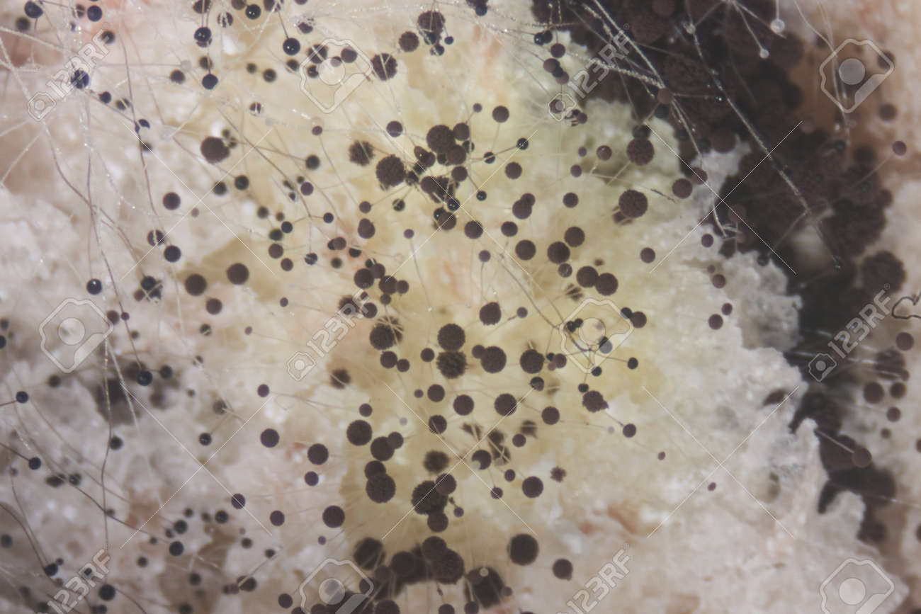 Backgrounds Colony Characteristics Of Rhizopus Bread Mold Is Stock Photo Picture And Royalty Free Image Image 130038052