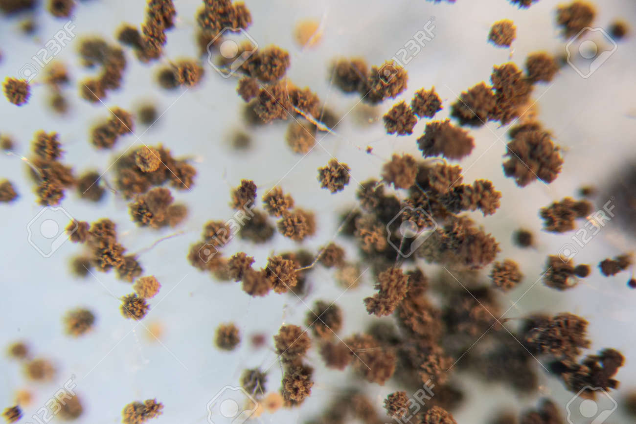 Backgrounds Colony Characteristics Of Rhizopus Bread Mold Is Stock Photo Picture And Royalty Free Image Image 136092593