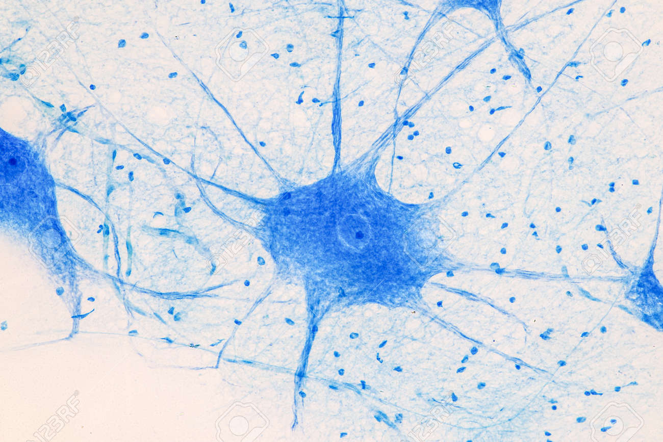 нервная ткань для матрасов