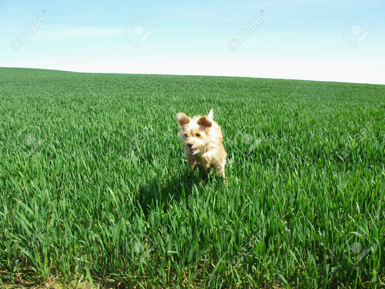 Happy Small Dog Jumping In Spring Green Field With Blue Sky Stock ...