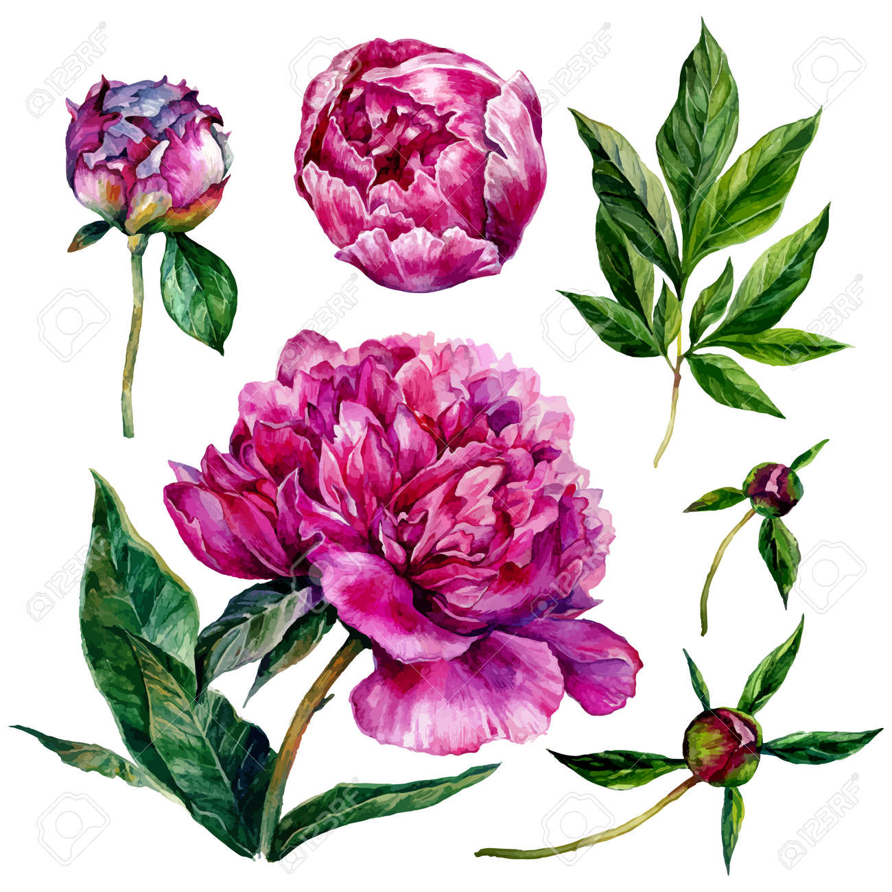 watercolor peonies and leaves illustration isolated on white