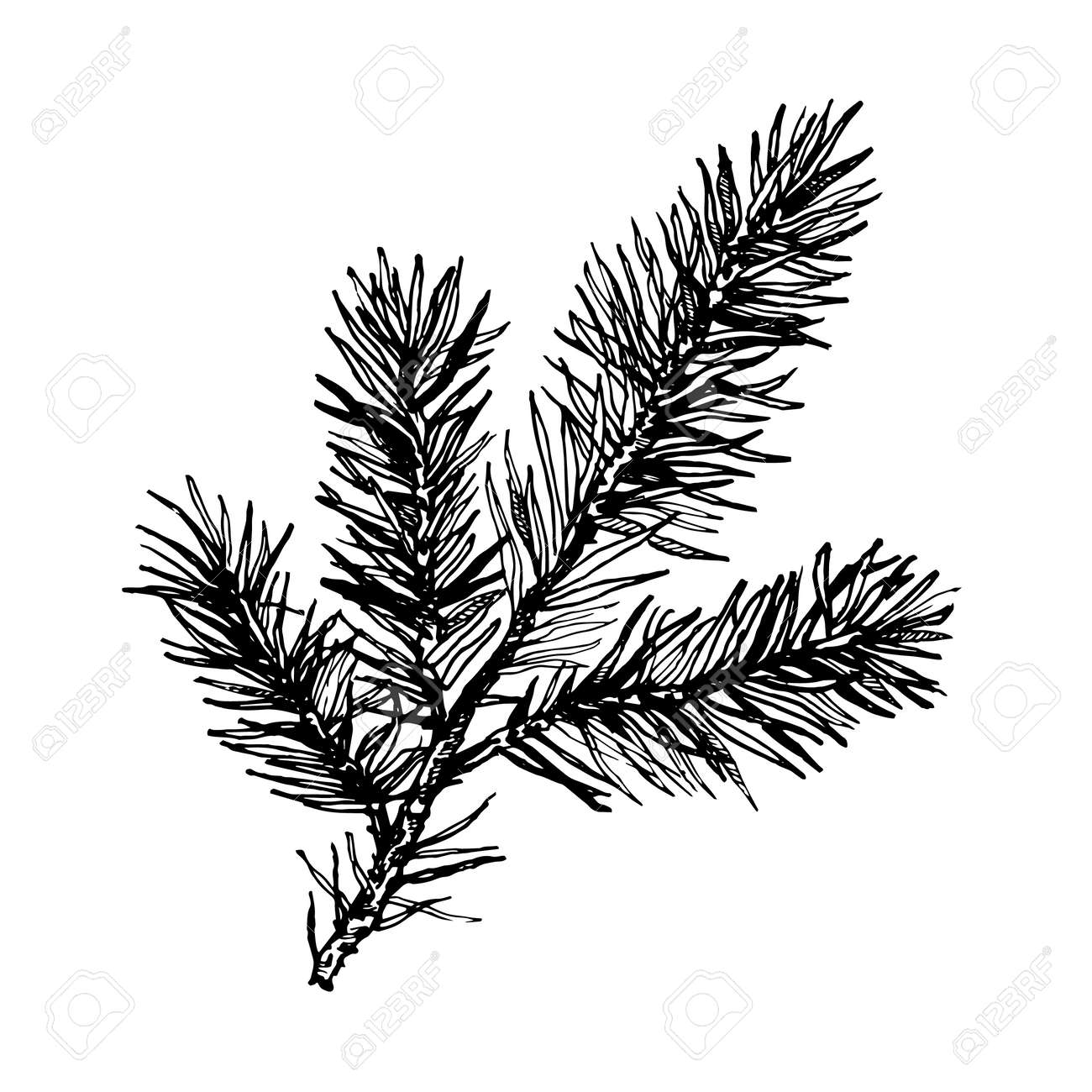 hand drawn pine tree branch isolated on white background ink