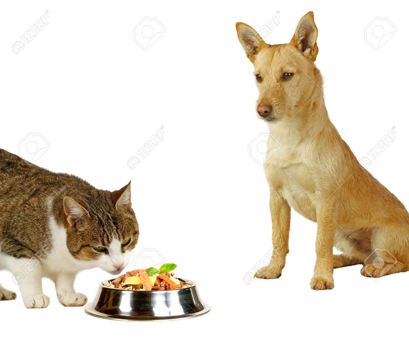 Seuls Les Chats Un Chat Est De Manger Un Délicieux Repas Tout En Un Chien Ne Cherche