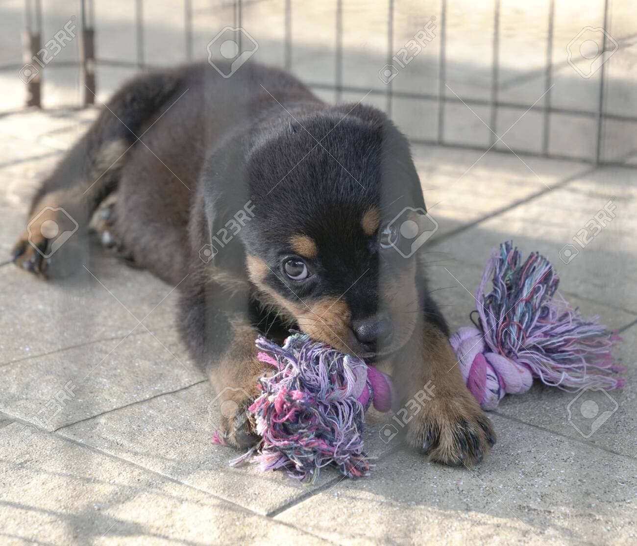 rottweiler toy