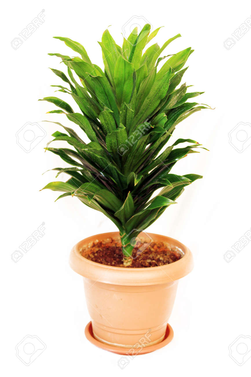 白い背景に分離された茶色のポットで鋭い緑の葉で観葉植物ドラセナ の写真素材 画像素材 Image