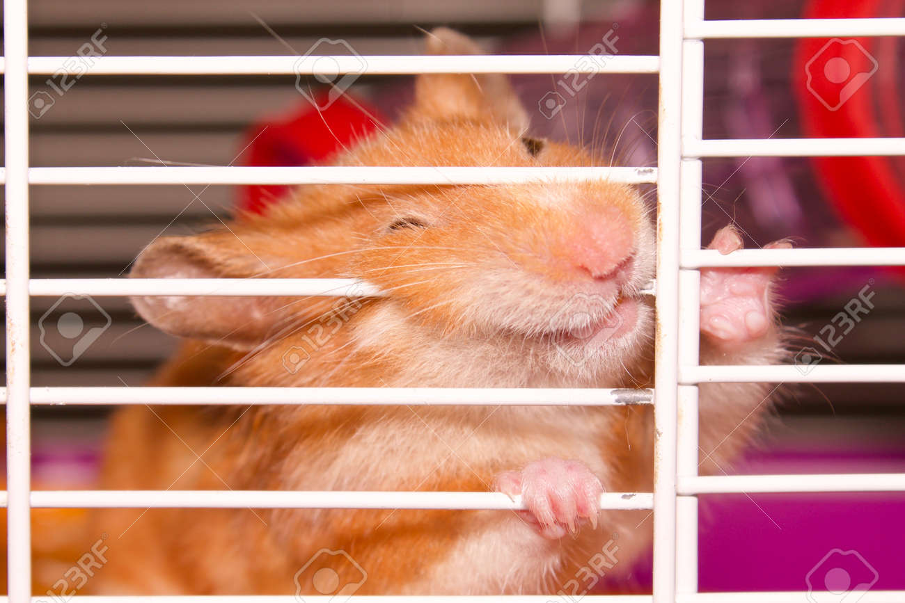 hamster chewing cage