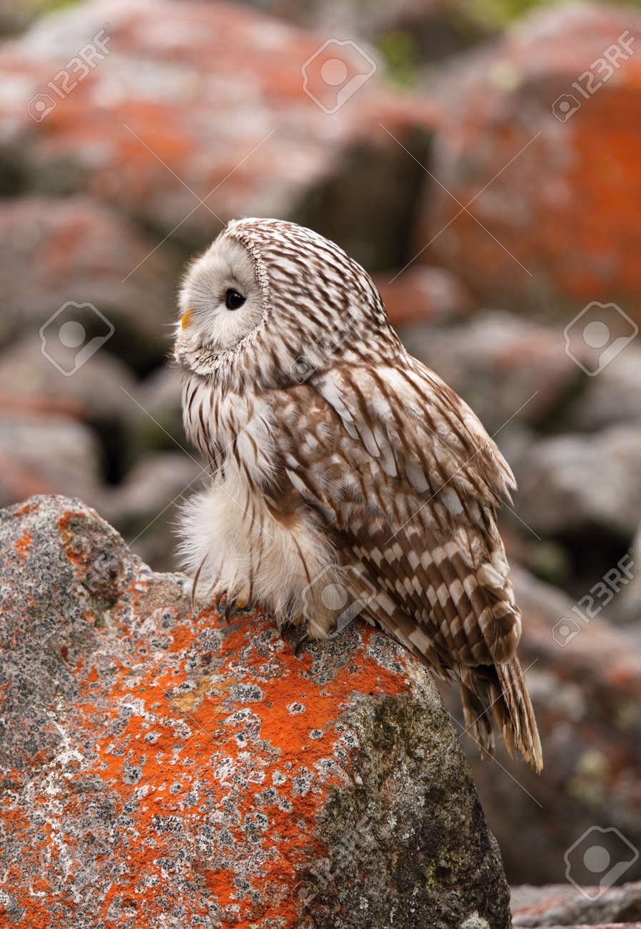 Strix 体夜行性のフクロウ の写真素材 画像素材 Image Strix 体夜行性のフクロウ の写真素材 画像素材 Image