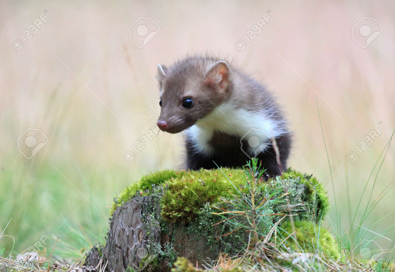 white marten