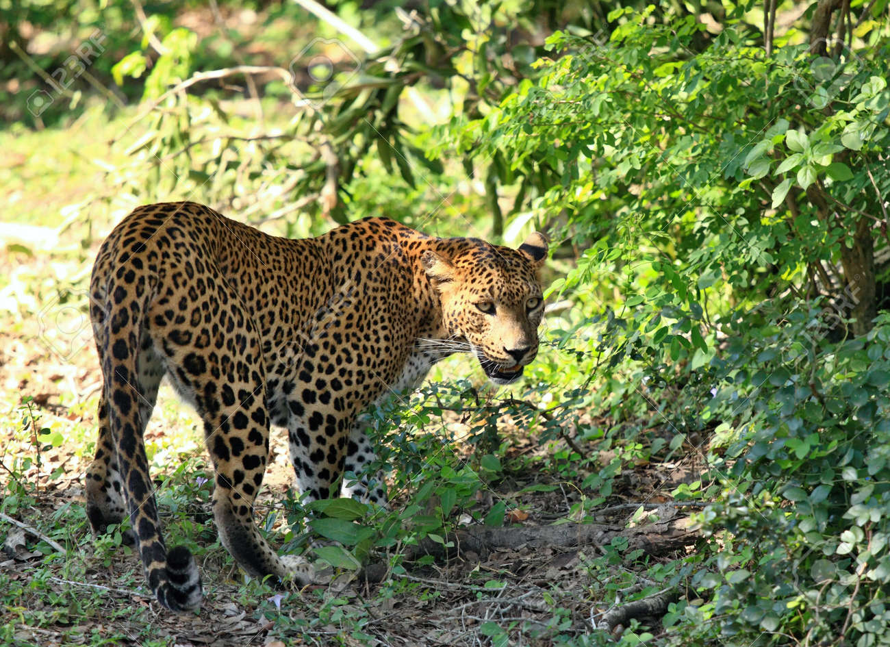Sri Lankan Leopard, Panthera Pardus Kotiya, Going Through Wildlife. Big Spotted Cat In Jungle At Sri Lanka Stock Photo, Picture And Royalty Free Image. Image 76296195. Sri Lankan Leopard, Panthera Pardus Kotiya, Going Through Wildlife. Big Spotted Cat In Jungle At Sri Lanka Stock Photo, Picture And Royalty Free Image. Image 76296195.