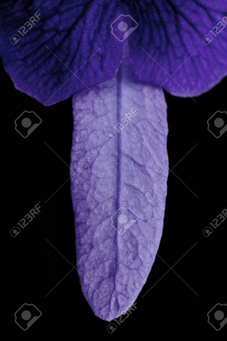 Purple Dick Purple Dick