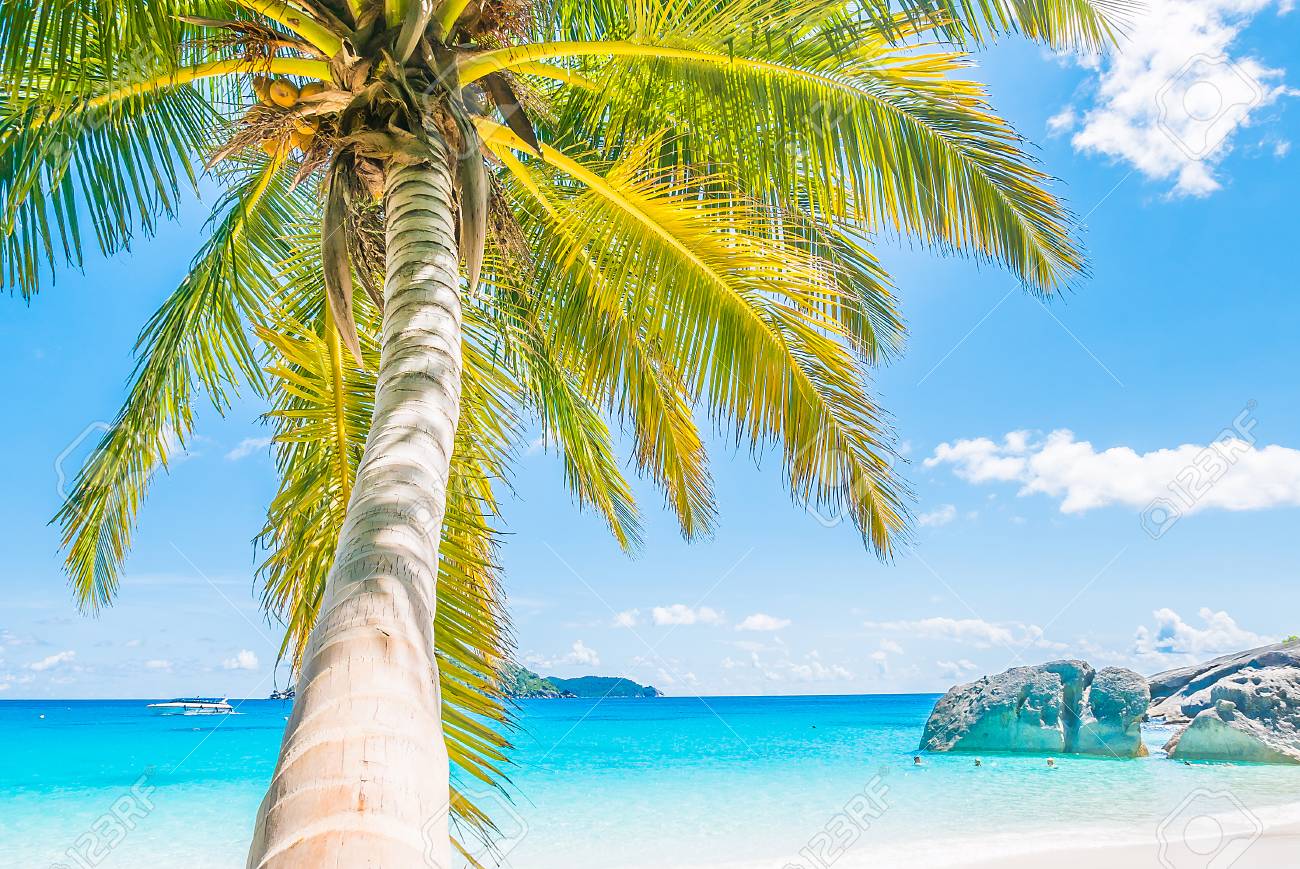 熱帯のビーチと海の美しいヤシの木 の写真素材 画像素材 Image