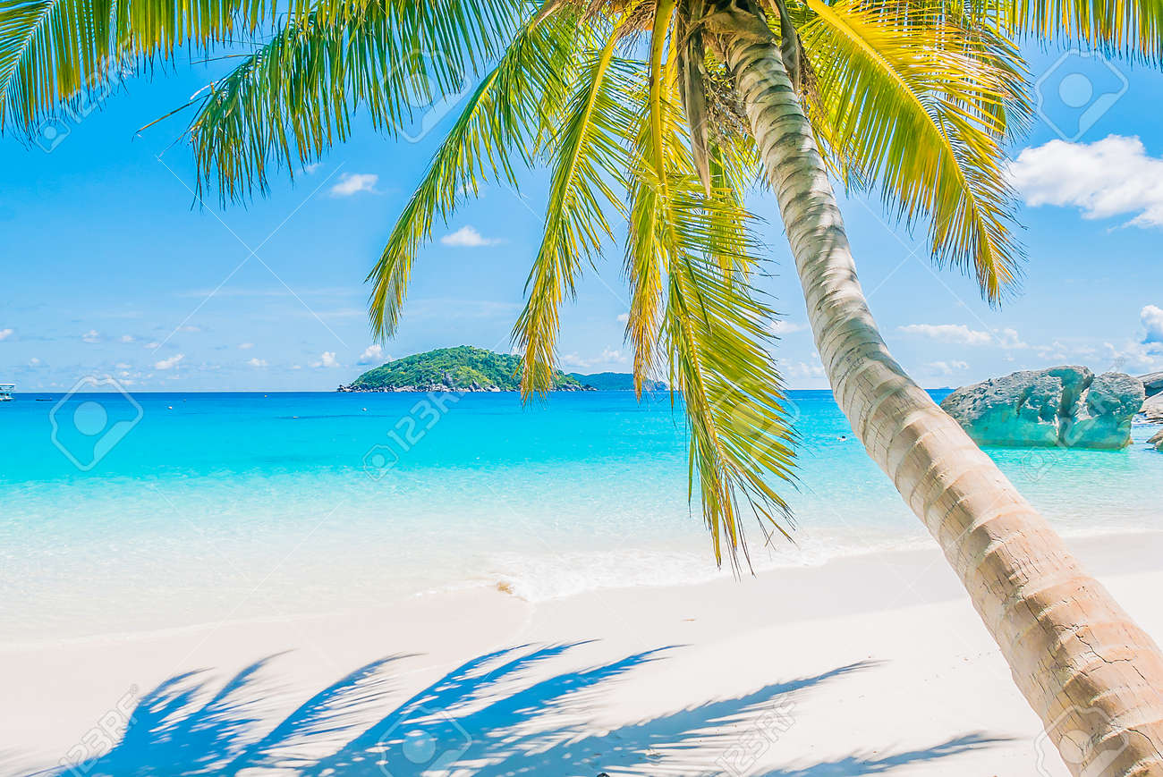 熱帯のビーチと海の美しいヤシの木 の写真素材 画像素材 Image