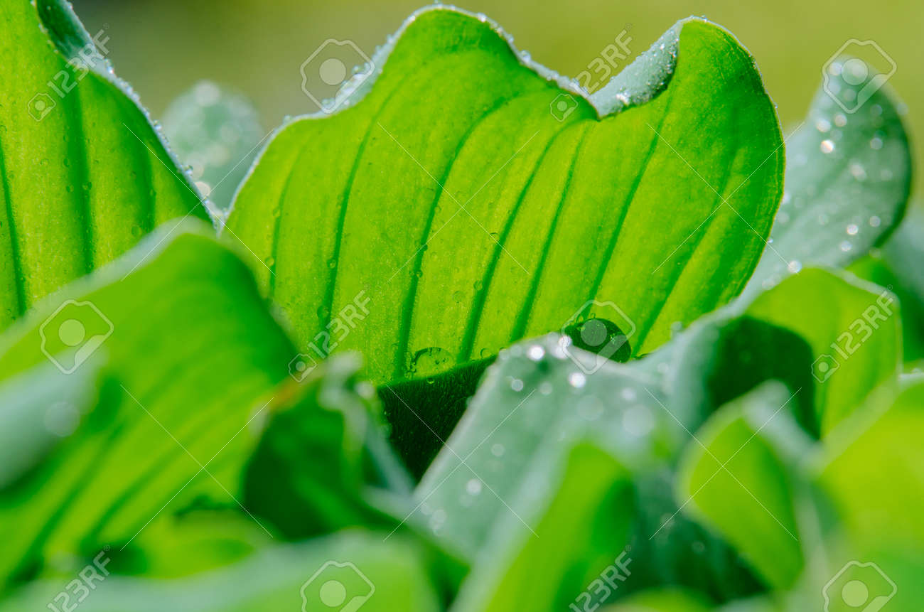 グリーン ウォーター