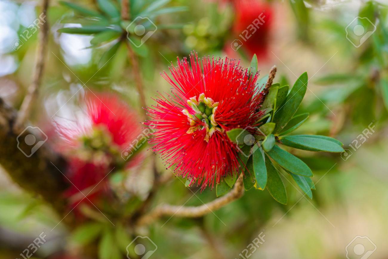 ボトルブラシ ツリー ブラシノキ の赤い花 の写真素材 画像素材 Image ボトルブラシ ツリー ブラシノキ の赤い花 の写真素材 画像素材 Image