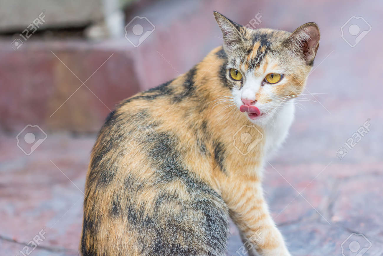 Chat Et De Bandes Jaunes Multicolores Avec Des Yeux Jaunes Striped Pas Chaton De Race Pure Petit Predateur Petit Chat Sont Assis A La Porte Banque D Images Et Photos Libres De Droits Chat Et De Bandes Jaunes Multicolores Avec Des Yeux Jaunes Striped Pas Chaton De Race Pure Petit Predateur Petit Chat Sont Assis A La Porte Banque D Images Et Photos Libres De Droits