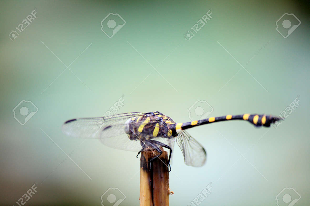 etiam-dictum-ipsum-a-felis