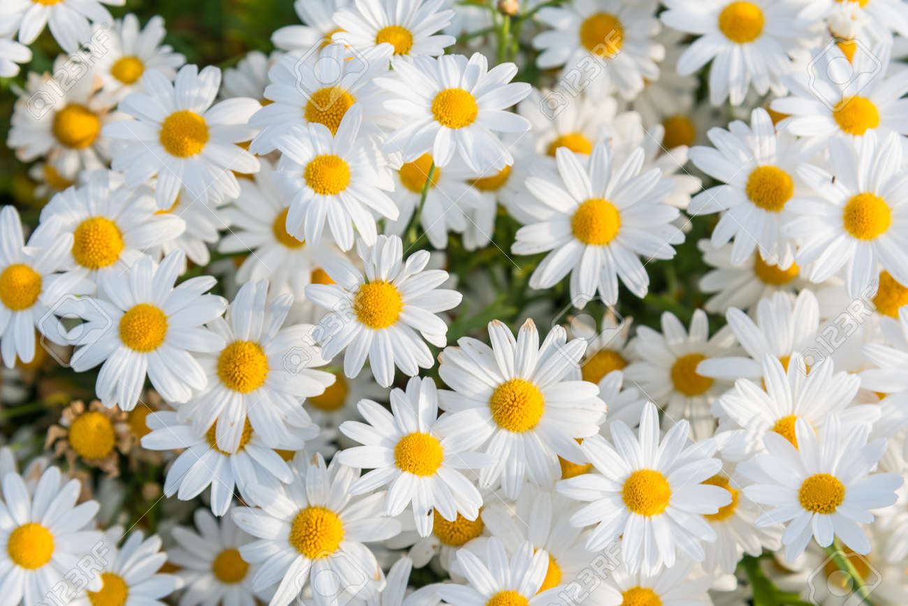 daisy flowers ロイヤリティーフリーフォト ピクチャー 画像 ストック