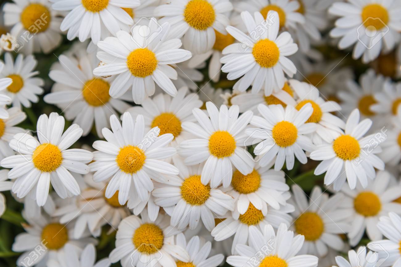 daisy flowers ロイヤリティーフリーフォト ピクチャー 画像 ストック