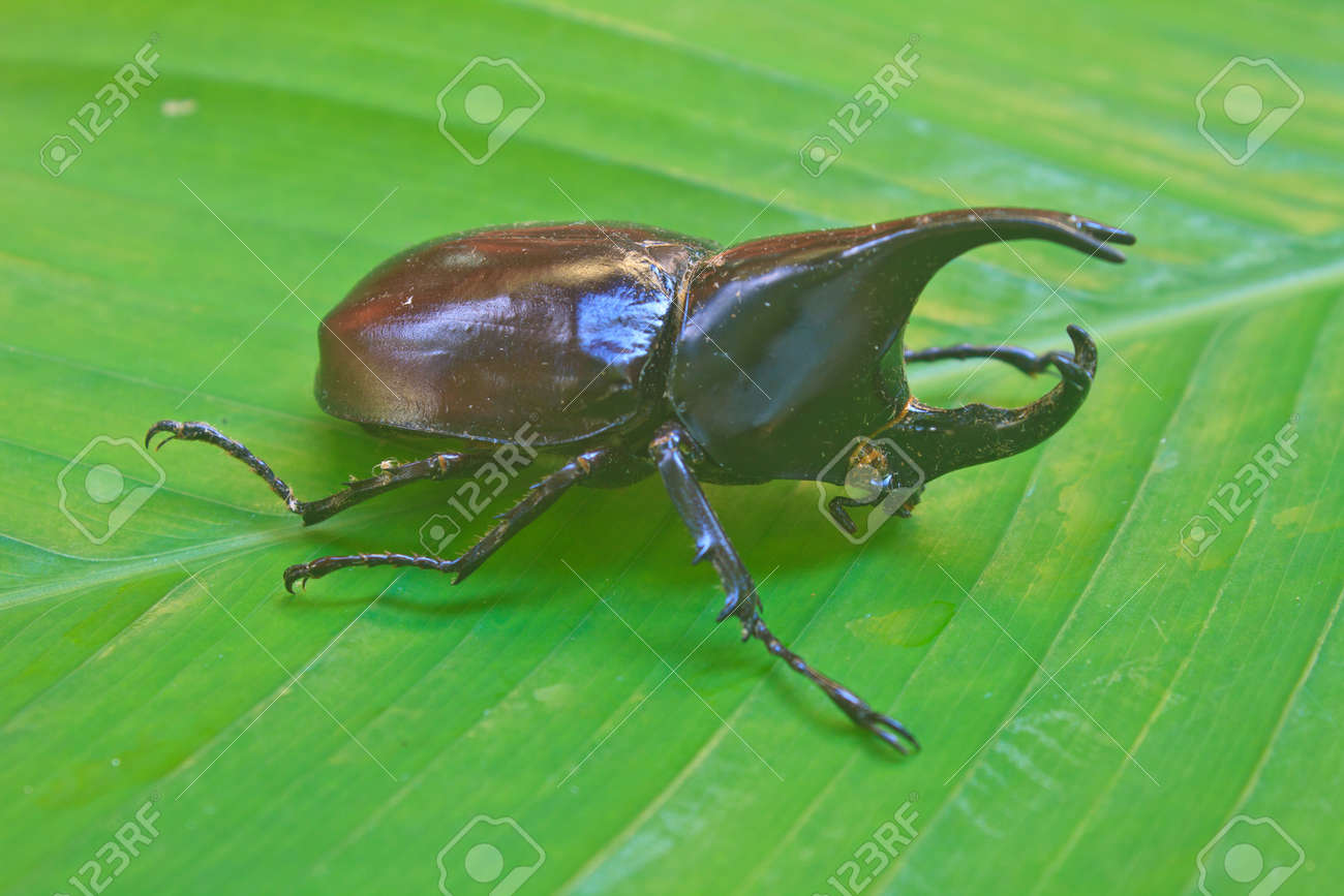 タイから昆虫 カブトムシの翼はまたとして知られているハードまたはそのヒメカブト の写真素材 画像素材 Image