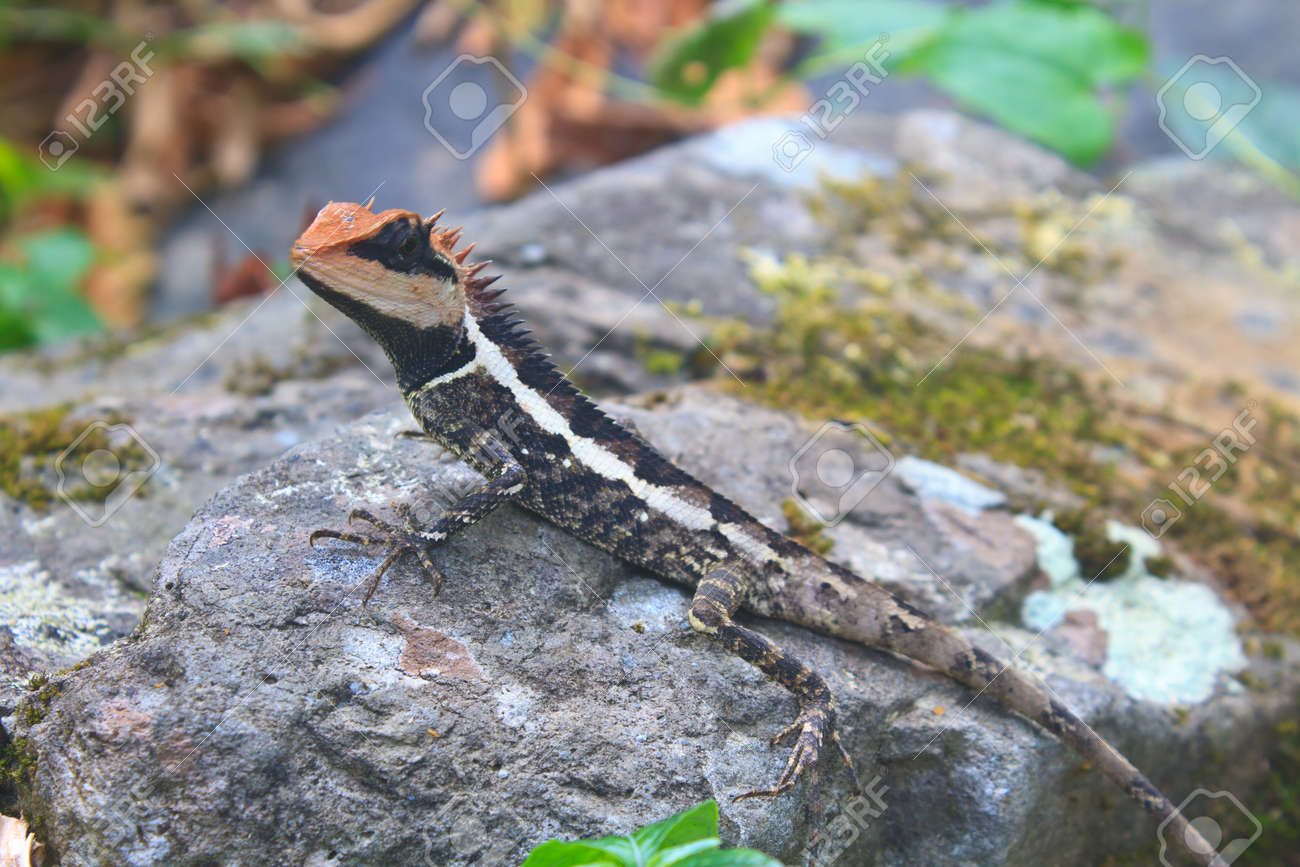 大きいハリトカゲ 独 Acanthosaura 黒い顔をしたトカゲ 仮面ハリトカゲ ツリー トカゲ の写真素材 画像素材 Image