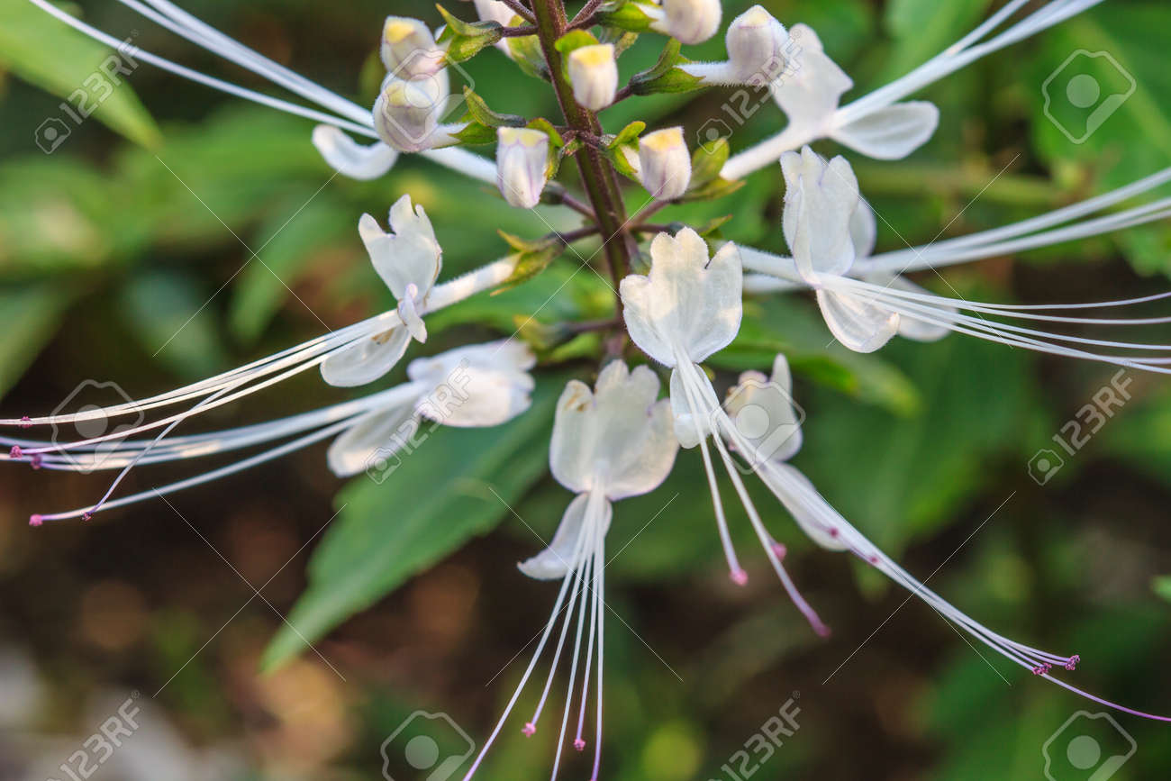 タイ 猫のひげ花 庭でのクミスクチン Stamineus から花します の写真素材 画像素材 Image