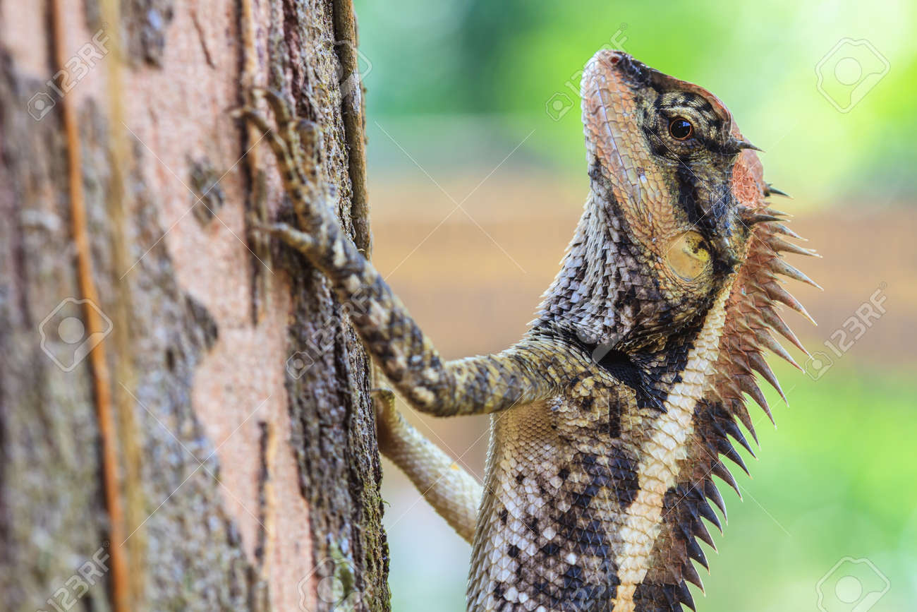 大きいハリトカゲ 独 Acanthosaura 黒い顔をしたトカゲ 仮面ハリトカゲ ツリー トカゲ の写真素材 画像素材 Image