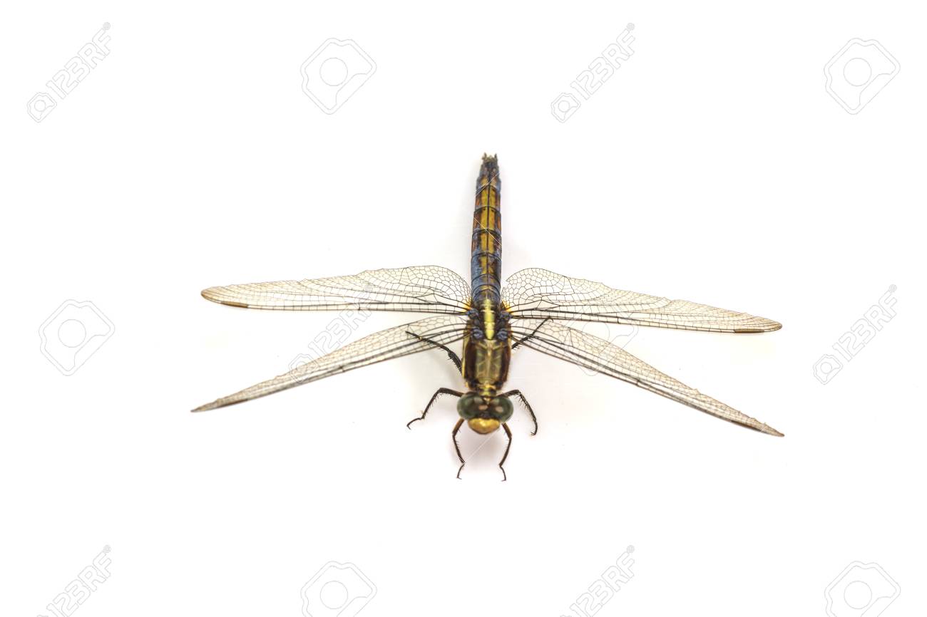 etiam-dictum-ipsum-a-felis