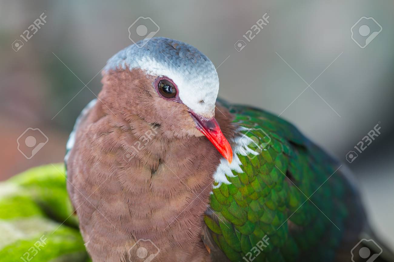 Tourterelle Emeraude Ou Pigeon Vert Chalcophaps Indica Oiseau Banque D Images Et Photos Libres De Droits Image