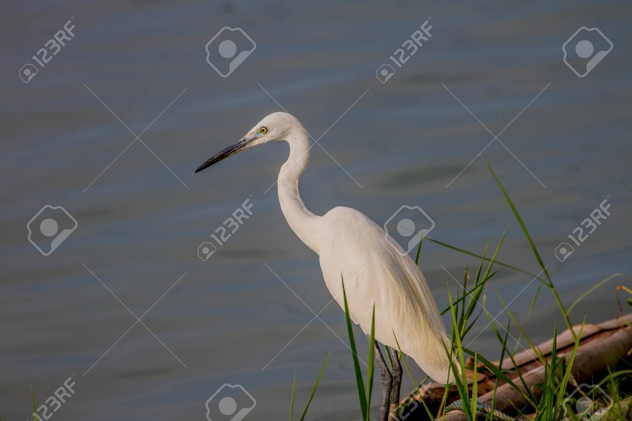 Little Egret Egretta Garzetta In Nature Thailand Stock Photo Picture And Royalty Free Image Image 62869245