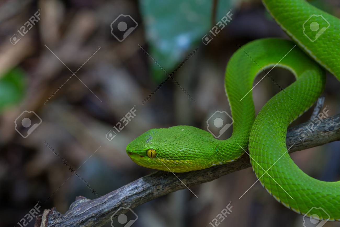 Close Up Yellow Lipped Green Pit Viper Snake Trimeresurus Trigonocephalus Stock Photo Picture And Royalty Free Image Image