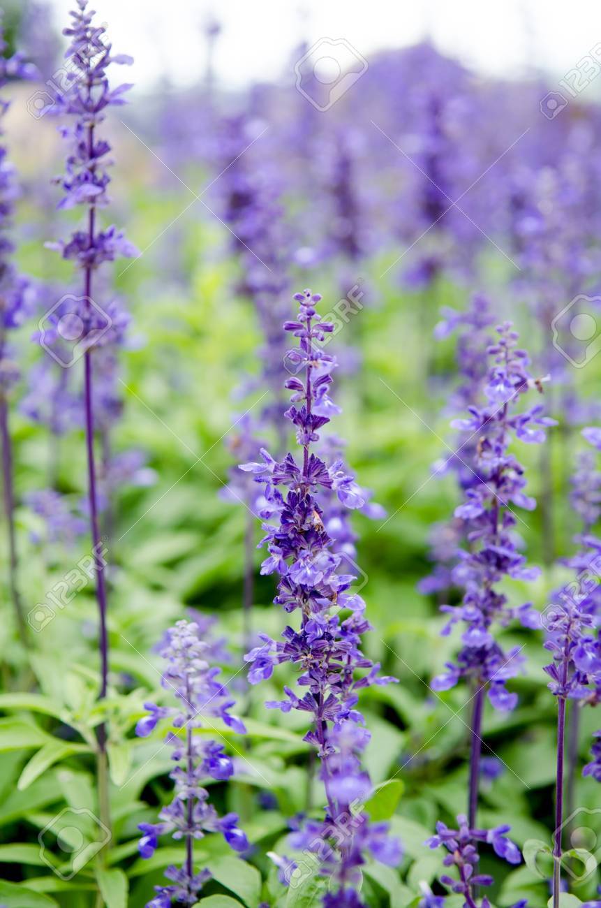 フィールドの緑の葉と紫のラベンダーの花 の写真素材 画像素材 Image