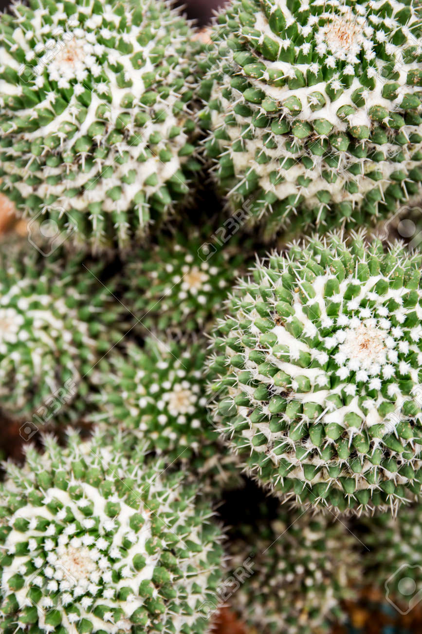 Cactus Close Up Of Globe Shaped Cactus With Long Thorns Stock Photo Picture And Royalty Free Image Image 32849376