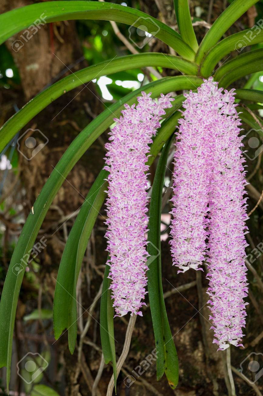 Rhynchostylis Retusa Orchid In White 
