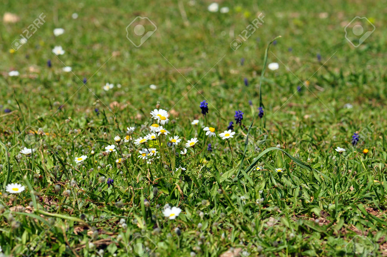 野生の花と緑の草の中で開花のヒナギク 春の背景 の写真素材 画像素材 Image