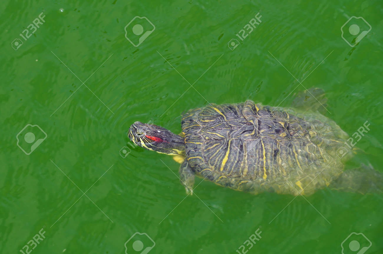 ミシシッピアカミミガメ カメ池で泳ぐ 自然の中で爬虫類の動物 の写真素材 画像素材 Image