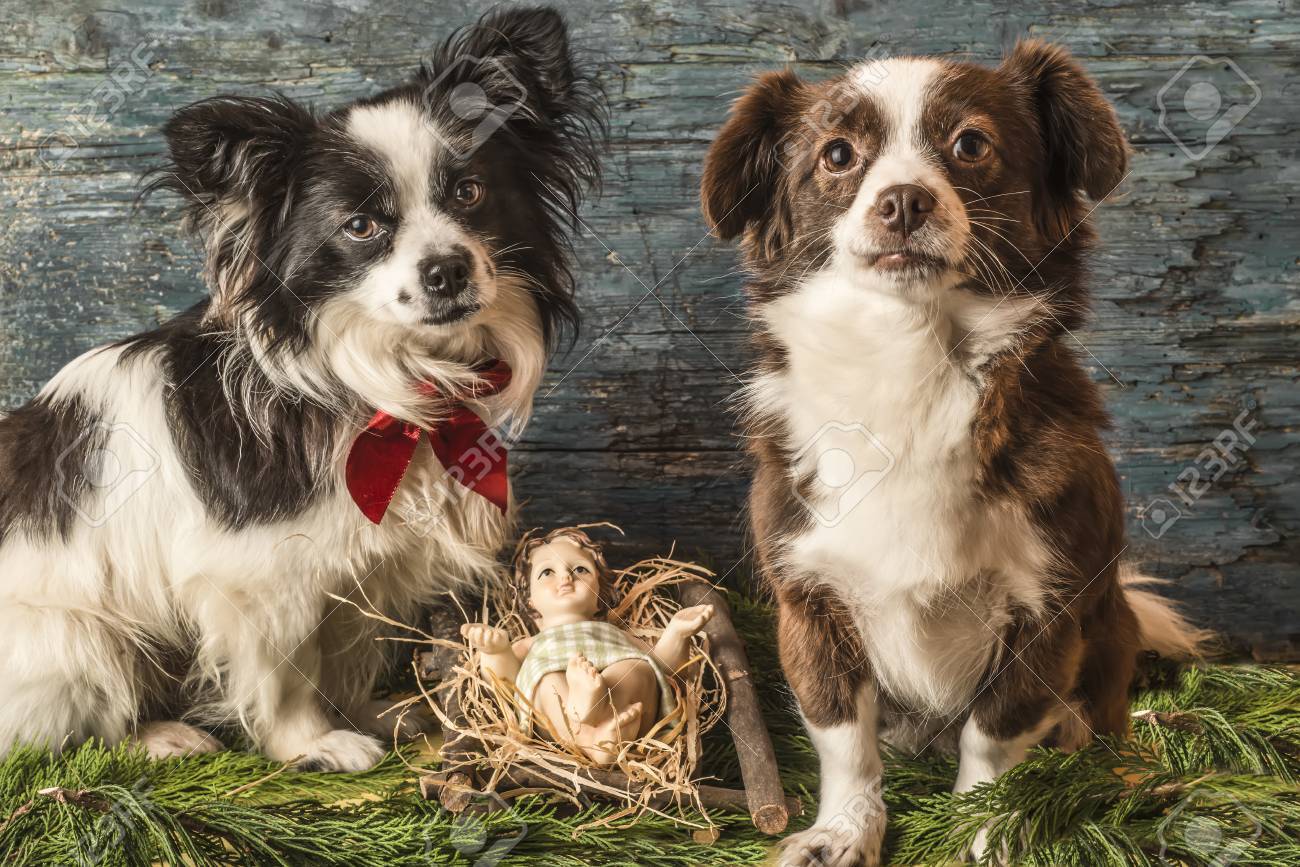 Sfondi Natalizi Animali.Immagini Stock Sfondi Di Natale Gesu Bambino Nella Sua Culla E Due Animali Image 48624464