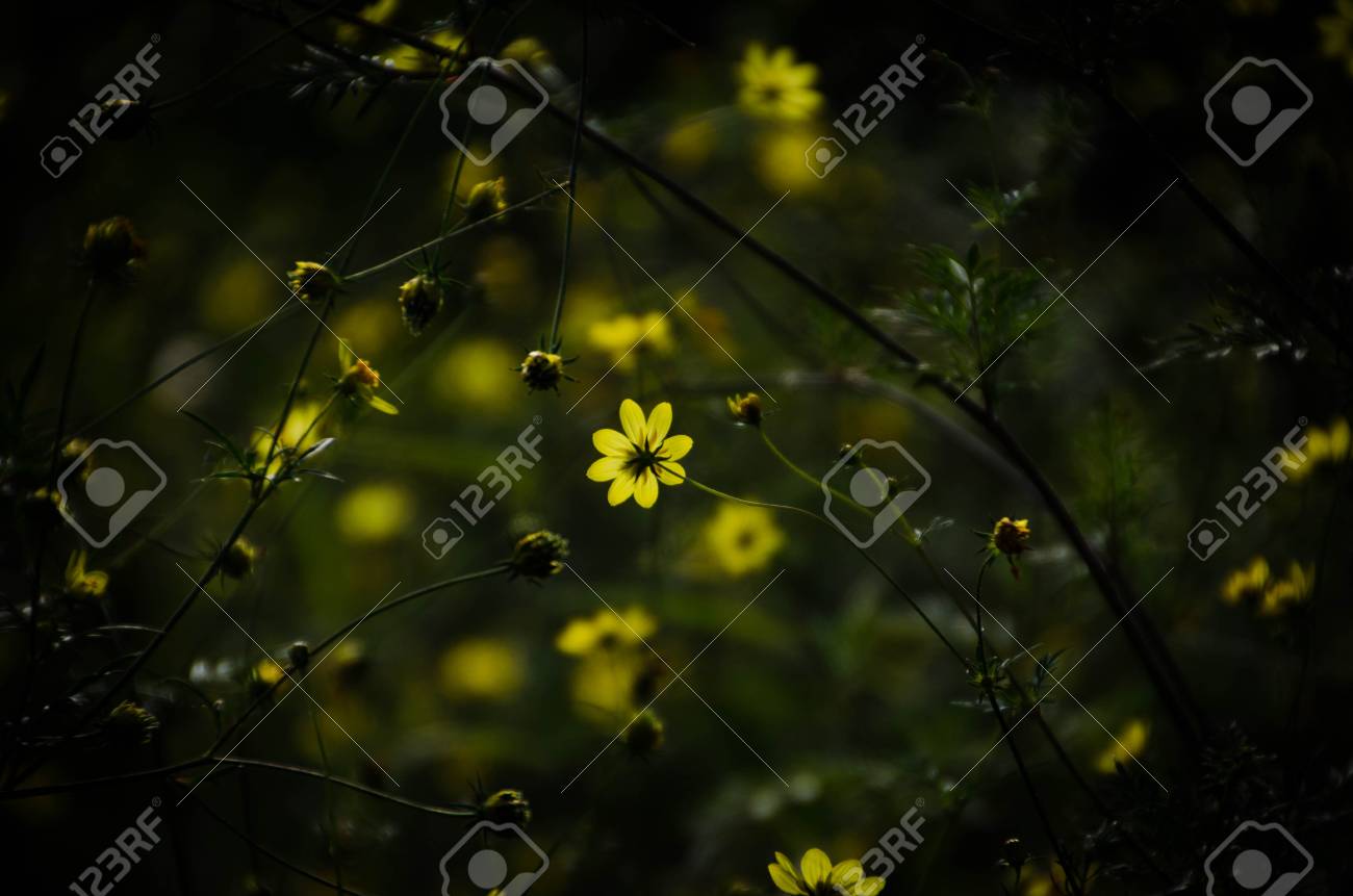 etiam-dictum-ipsum-a-felis