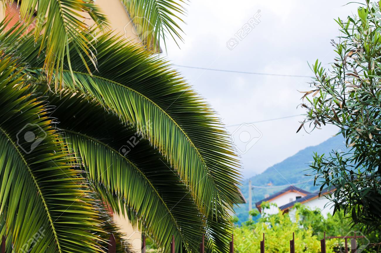 palm tree and mountain in background concept of exotic nature